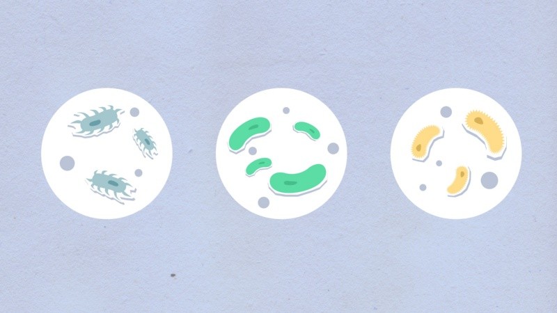 Entre los síntomas de la bacteria E.coli destacan los calambres abdominales y la diarrea. Archivo GH. 