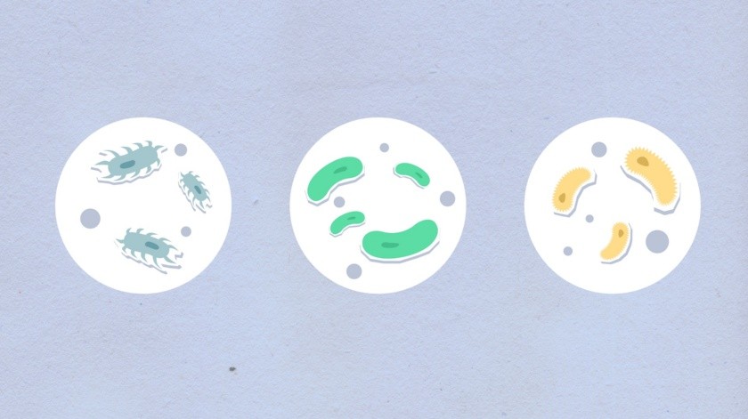 La bacteria es extremadamente resistente a los medicamentos.(Pexels.)