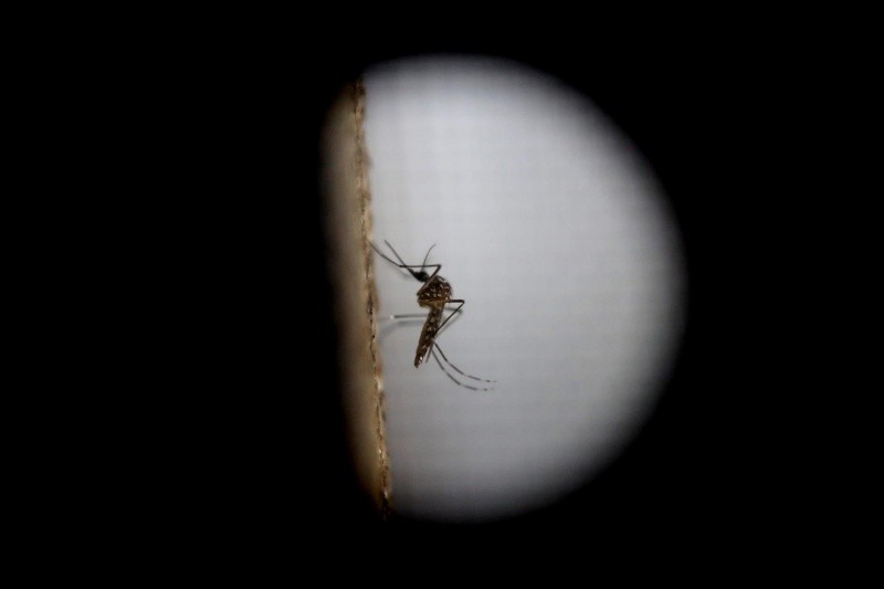 El dengue se transmite por la picada de un mosquito. Archivo GH.  