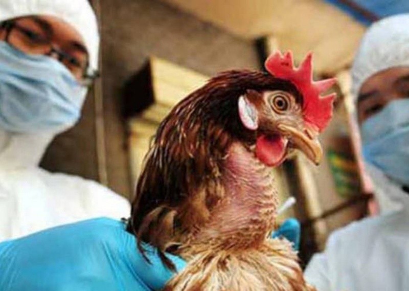 En Perú se extendió la emergencia sanitaria por gripe aviar hasta diciembre de 2023. Foto: Archivo