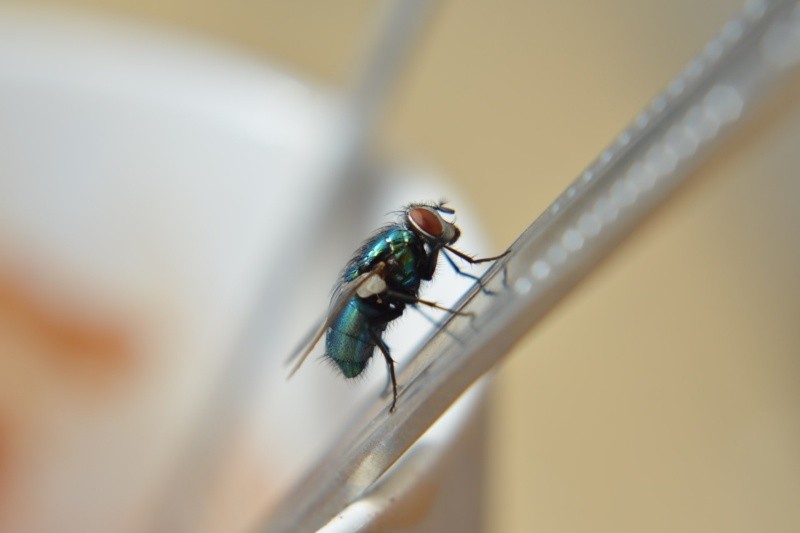  Las moscas pueden transmitir algunas enfermedades. Foto: Unsplash