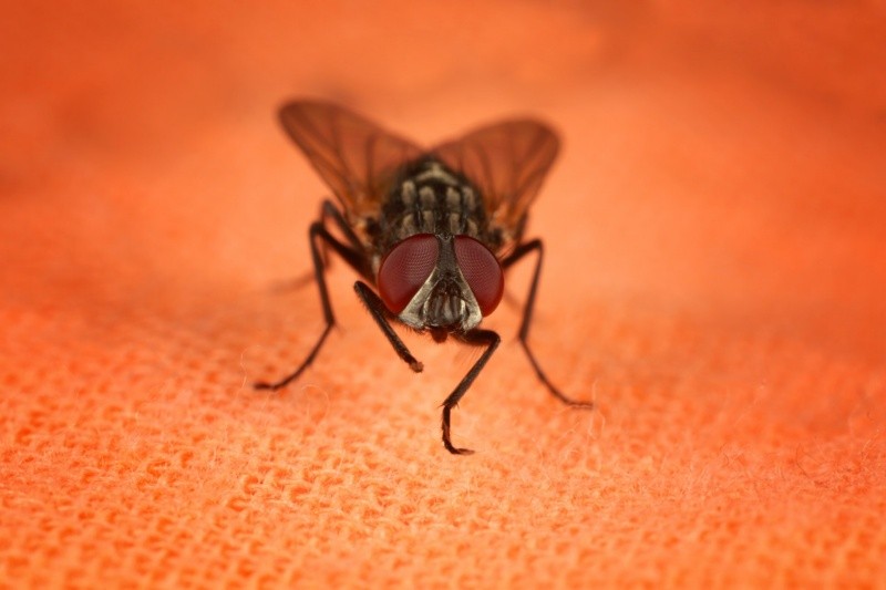 No todas las moscas pueden enfermarte tras posarse sobre tus alimentos. Foto: Unsplash 