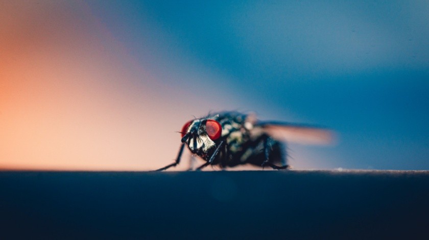 Algunas moscas, como la doméstica, pueden transmitir enfermedades.(Freepik)