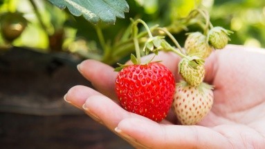 Descubre cómo prevenir la cisticercosis: Una infección provocada por frutas como las fresas