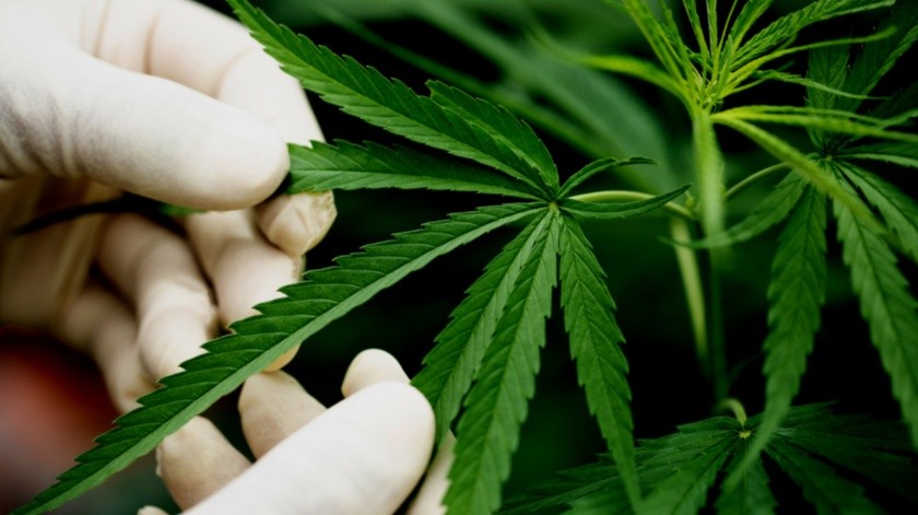 El estudio rastreó 386 muertes relacionadas con el consumo de cannabis en Florida.(Freepik)