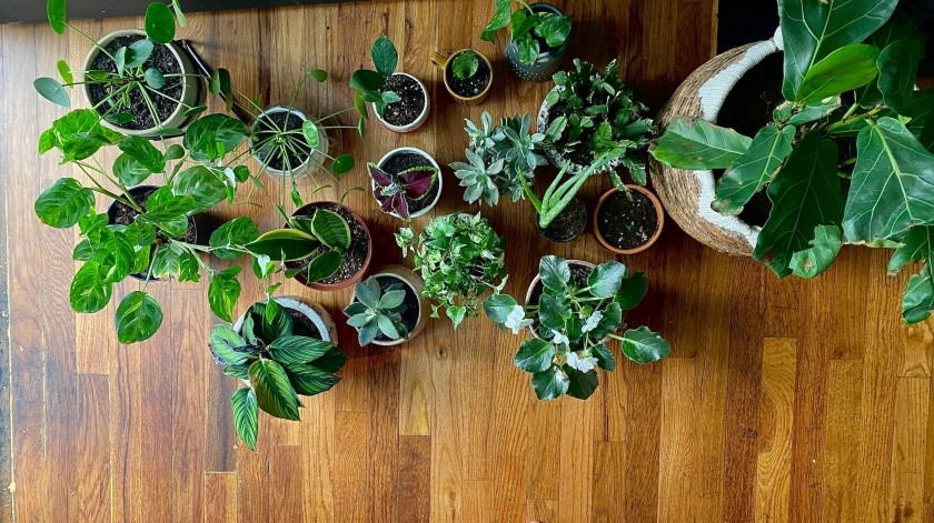Un hogar con plantas es un hogar lleno de vida(UNSPLASH)