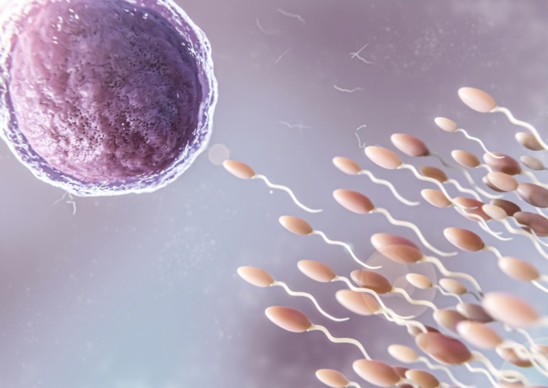  El anticonceptivo probado en ratones mostró resultados prometedores para disminuir la motilidad espermática. Foto: Freepik
