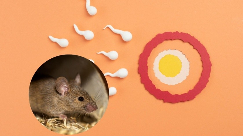 El anticonceptivo mostró resultados prometedores en ratones.(Freepik)