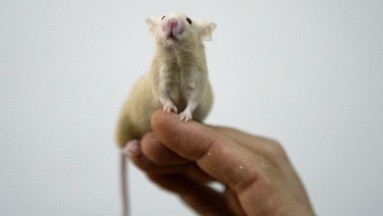 Fertilidad: Logran crear ratones de padres masculinos; científicos revelaron si podría aplicarse en humanos