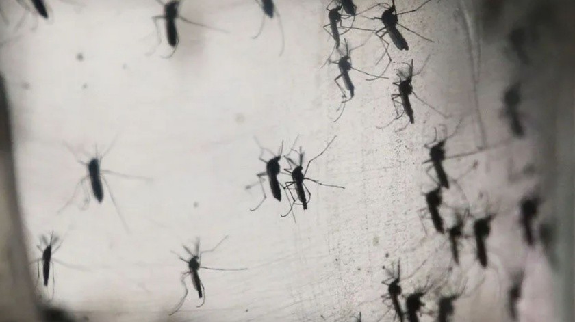 Nuevos casos de dengue se registran en Bolivia(Archivo GH.)