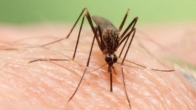 Brote de dengue: Perú declarará emergencia sanitaria
