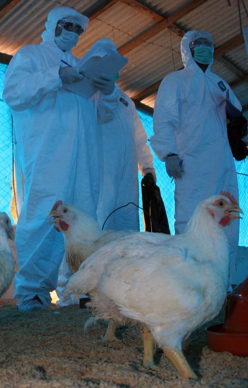 El Senasa agregó este domingo, más tarde, una nueva detección del virus en gallinas y patos de traspatio hallados muertos en la localidad de Villa Cañás, en la provincia de Santa Fe 