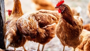 Nuevos casos de gripe aviar son detectados en Argentina