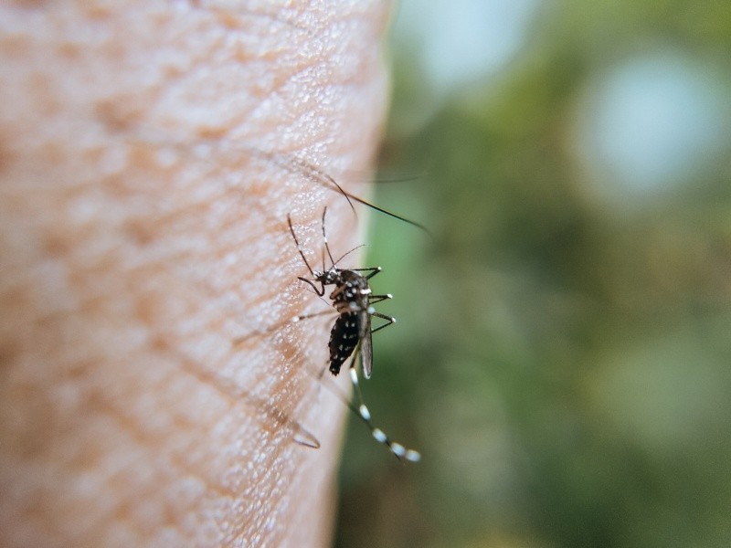 El Chikunguña se transmite por medio de un mosquito. Pexels.