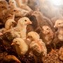Una niña de 11 años, la primera muerte por gripe aviar en Camboya en 9 años