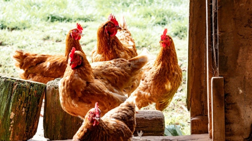 La gripe aviar es una enfermedad zoonótica, es decir, que puede transmitirse entre animales y seres humanos.(UNSPLASH)