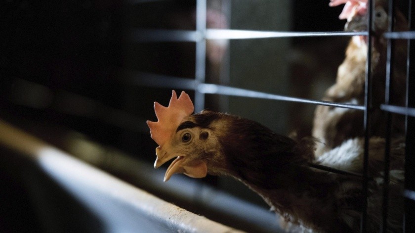 Perú extendió su emergencia sanitaria por gripe aviar.(EPA)