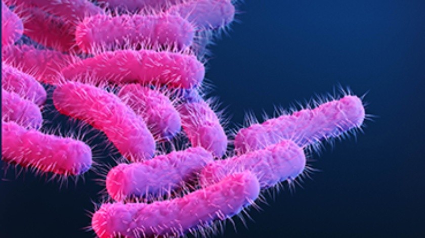 Los CDC alertaron por un aumento de casos de Shigella, una bacteria resistente a antibióticos.(Cortesía)