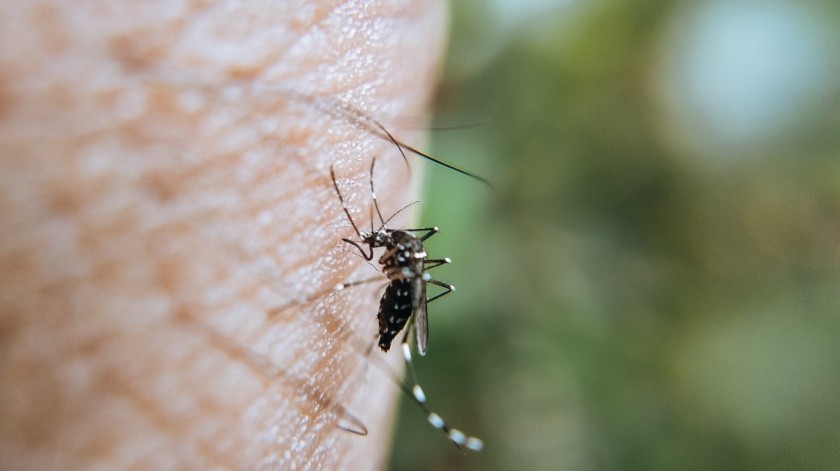 El dengue se transmite por un mosquito(Archivo GH.)