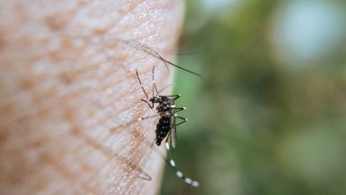 El dengue en Brasil continúa aumentando casos; de 22 contagios por día ahora son 285 diarios