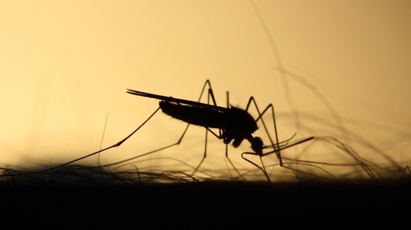 El dengue, el zika y chikungunya se puede prevenir(Archivo GH.)