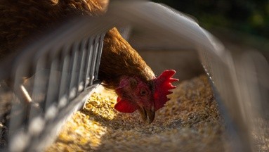 Confirman primer caso de gripe aviar en un ave de corral de Argentina
