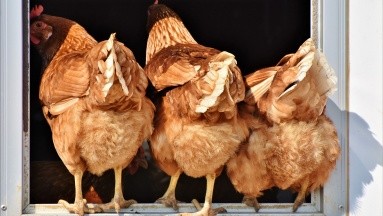 Científicos descubren que la gripe aviar podría haber mutado para infectar mejor a las personas