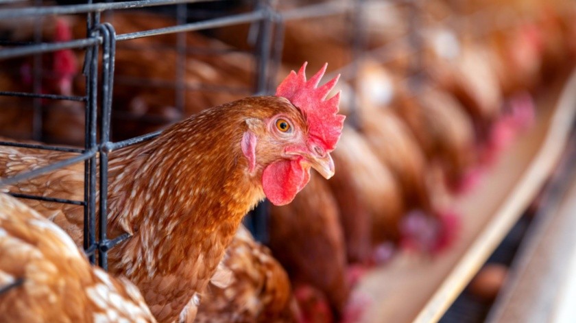China notificó a la OMS sobre un caso de gripe aviar en una mujer de 53 años.(Freepik)