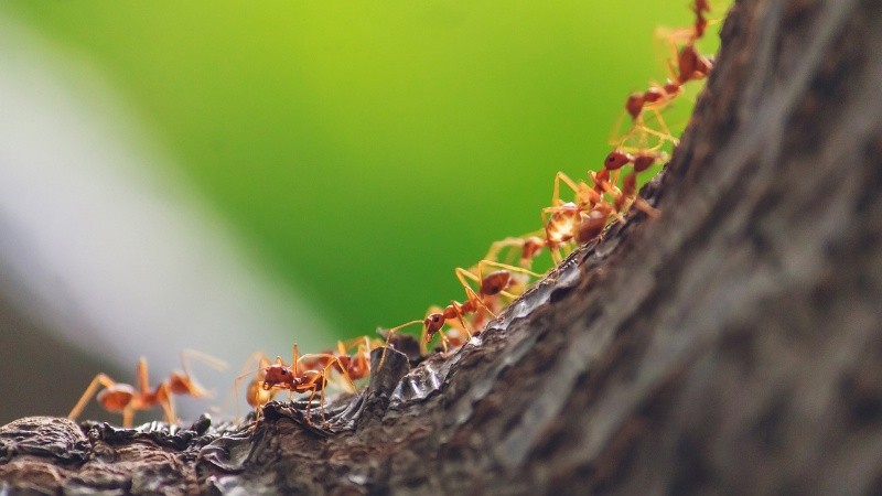  Las hormigas pueden aparecer en diferentes espacios del hogar, como es la cocina. Foto: Pixabay