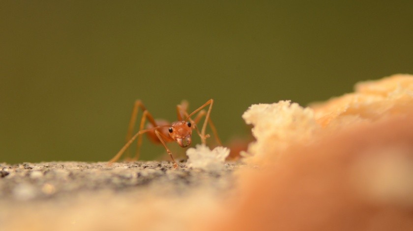 Las hormigas pueden aparecer en diferentes lugares, como la cocina.(Freepik)