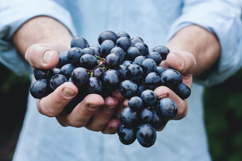  La uva es una estupenda fuente de vitaminas. Un remedio natural en casos de fatiga, anemia, estrés físico y mental. FOTO: UNSPLASH