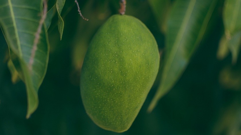 El mango verde también se puede consumir.(Pexels.)