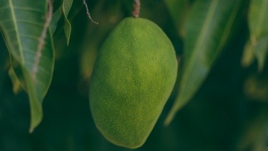 Mango verde: ¿Qué tan bueno puede ser para la salud?