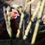 Se registran los primeros casos de influenza aviar en un grupo de gallinas de Montevideo