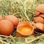 Gripe aviar: Chile dice que consumo de aves y huevos es 