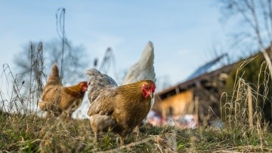 Chile pide extremar precauciones en la avicultura para que la gripe aviar no se propague a los humanos