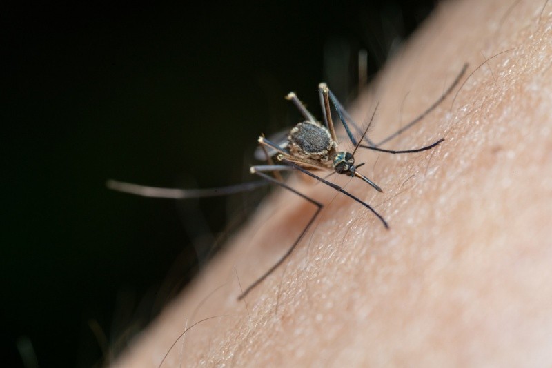 El dengue se transmite por un mosquito al igual que el zika y el chikungunya. Archivo GH. 