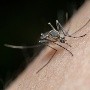 La ONU informa que los casos de dengue en Venezuela aumentaron un 93% en 2022