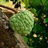 Chirimoya, la fruta que favorece el sistema nervioso central