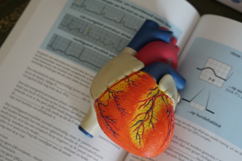 Los soplos cardíacos son sonidos, como silbidos producidos por el flujo de sangre acelerado en el corazón. Es muy común que se presenten en niños. FOTO: PEXELS 