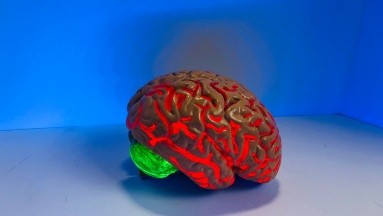 Hallan 9 zonas del cerebro dañadas por la hipertensión que contribuyen a la demencia