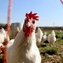 Declaración de emergencia sanitaria para combatir la propagación de la gripe aviar en Costa Rica