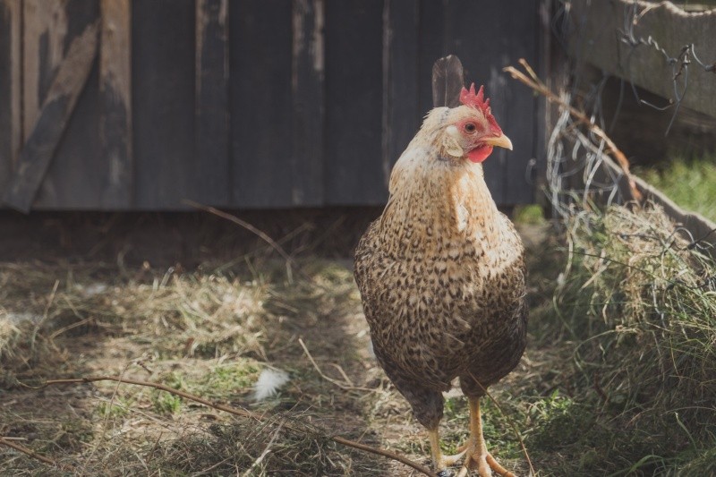 En casos graves, la infección por gripe aviar puede provocar neumonía y otros problemas respiratorios, lo que puede requerir hospitalización. FOTO UNSPLASH