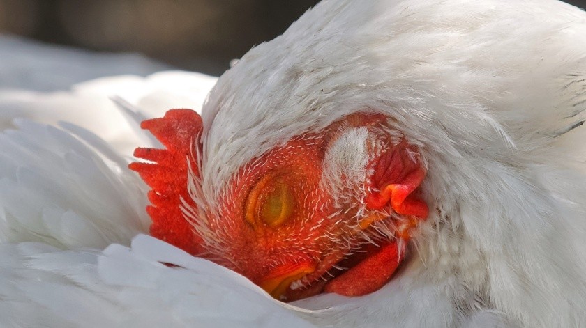 Los síntomas de la gripe aviar en los seres humanos pueden ser similares a los de la gripe común, como fiebre, dolor de cabeza, dolor muscular y tos.(PEXELS)