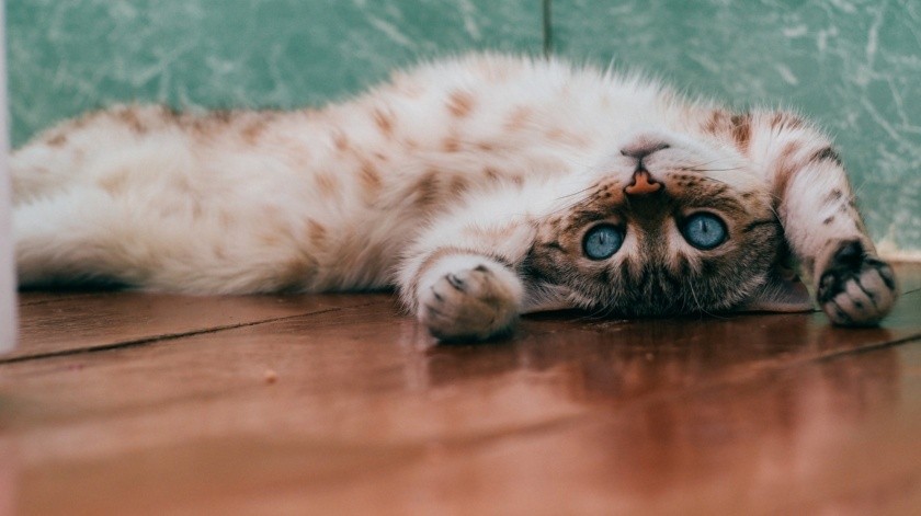 La enfermedad se propaga a través del contacto con un gato infectado o por la exposición a las pulgas de gato.(Daria Shatova- PEXELS)