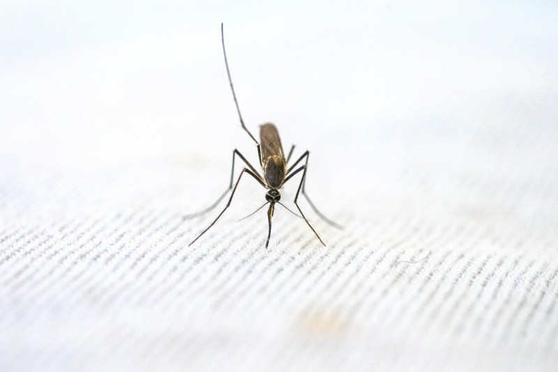 El dengue lo transmite un mosquito y se puede prevenir su contagio. Foto de Pragyan Bezbaruah en Pexels. 