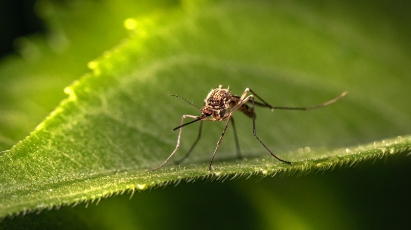 Foto de Erik Karits en Pexels.(El dengue puede volverse hemorrágico si no se vigila adecuadamente.)