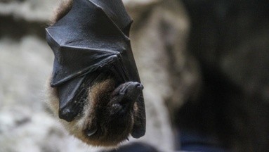 Hombre en EU muere de rabia 6 meses después de ser mordido por un murciélago: Estudio