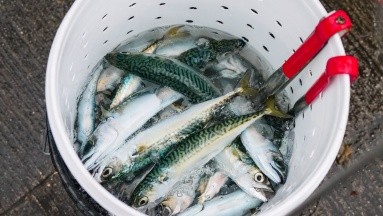 ¿Comer o botar las espinas de la sardina?