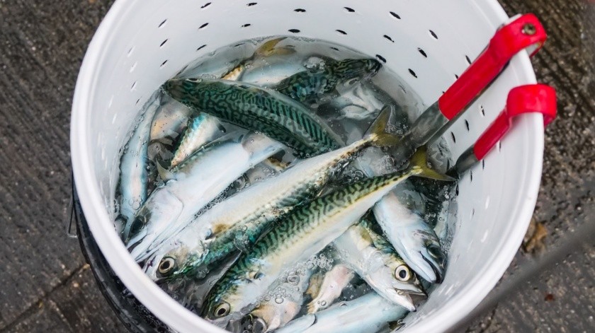 Las sardinas contiene mucho omega 3 además de otros nutrientes.(Foto de Kindel Media en Pexels.)